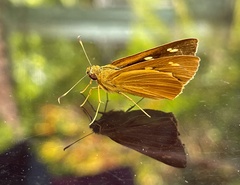 Xanthoneura corissa