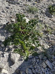 Phacelia pedicellata