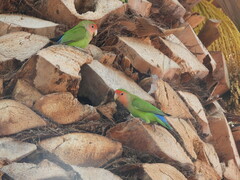 Agapornis roseicollis