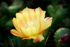 Opuntia monacantha