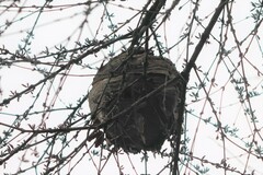 Dolichovespula maculata