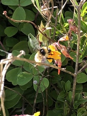 Bombus opifex