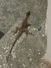 Anolis cupreus