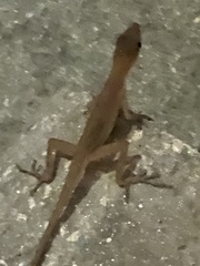 Anolis cupreus
