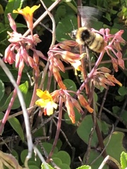 Bombus opifex