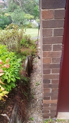 Alectura lathami lathami