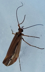 Psychoglypha