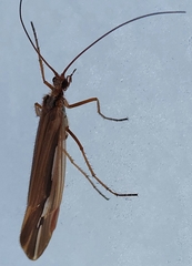 Psychoglypha