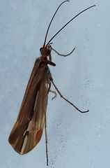Psychoglypha