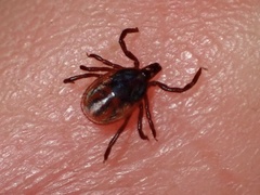 Ixodes pacificus
