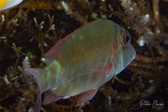 Lethrinus erythropterus