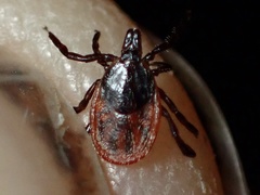 Ixodes pacificus