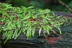 Plagiothecium undulatum