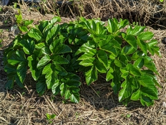 Angelica hirsutiflora