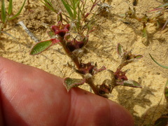 Aizoon paniculatum