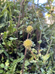 Acaena anserinifolia