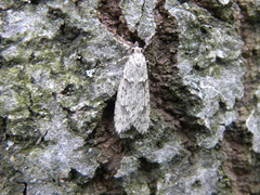 Diurnea fagella