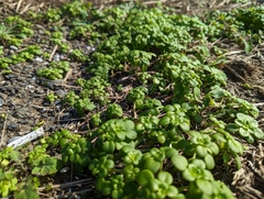 Sedum formosanum