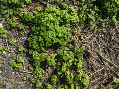 Sedum formosanum