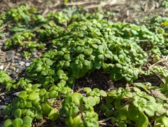 Sedum formosanum