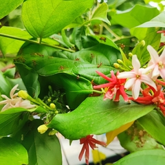 Oecophylla smaragdina