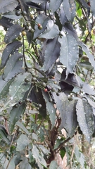 Ardisia virens