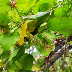 Oecophylla smaragdina