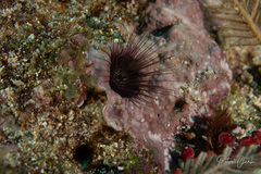 Echinostrephus aciculatus