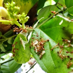 Oecophylla smaragdina