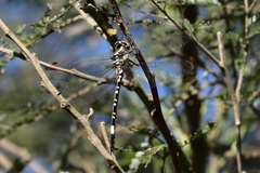 Parasynthemis regina