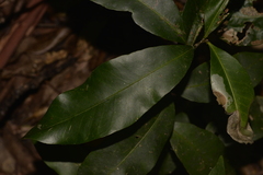 Planchonella australis