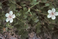 Geranium caespitosum