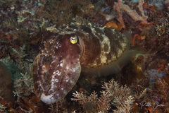 Sepia latimanus