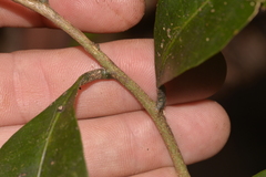 Planchonella australis