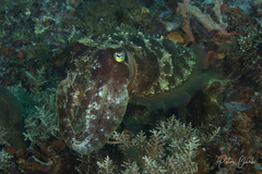Sepia latimanus