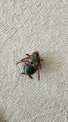 Anoplognathus viriditarsis