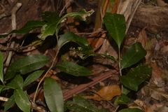Planchonella australis