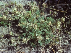 Polyctenium williamsiae