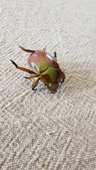 Anoplognathus viriditarsis