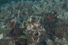 Sepia latimanus