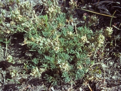 Polyctenium williamsiae