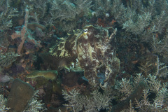 Sepia latimanus