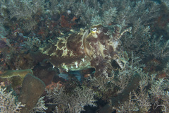 Sepia latimanus