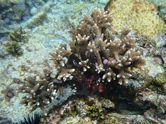 Acropora pulchra