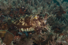 Sepia latimanus