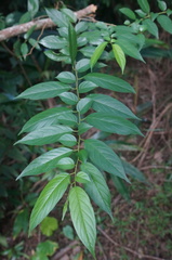 Rhamnus formosana