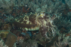 Sepia latimanus