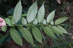 Rhamnus formosana