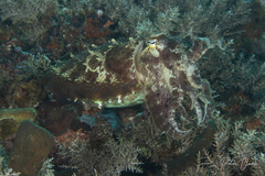 Sepia latimanus