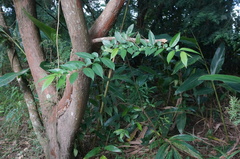 Rhamnus formosana